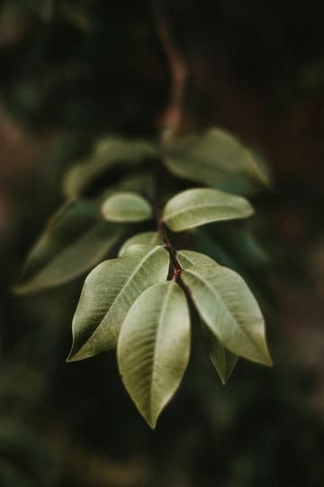 tent（tent是什么意思）